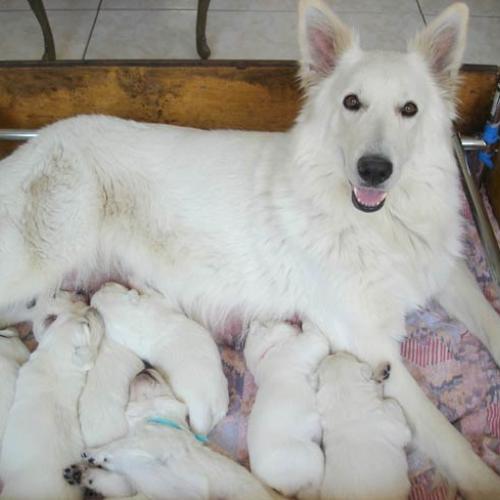 Eleveur : Elevage de la Forêt d'Arcanin