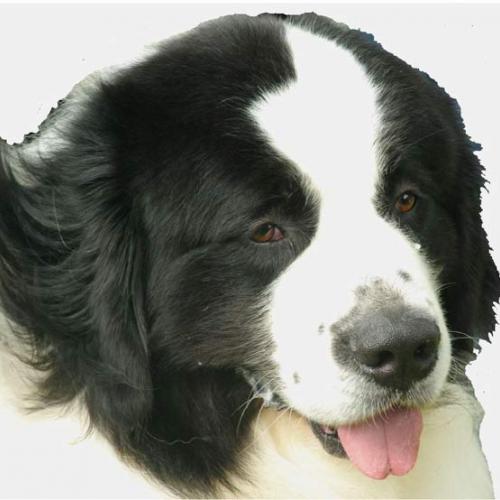 Eleveur : les hirondelles du prieure