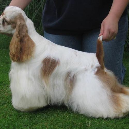 Élevage : cocker spaniel americain