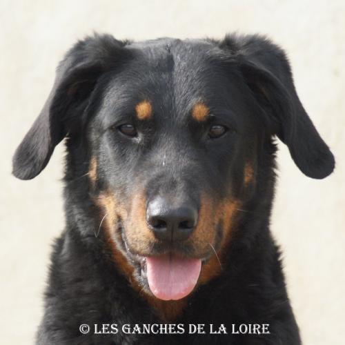 Eleveur : Les Ganches de la loire