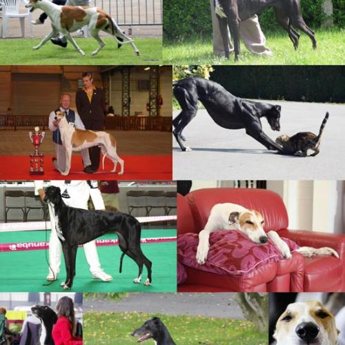Élevage : greyhound