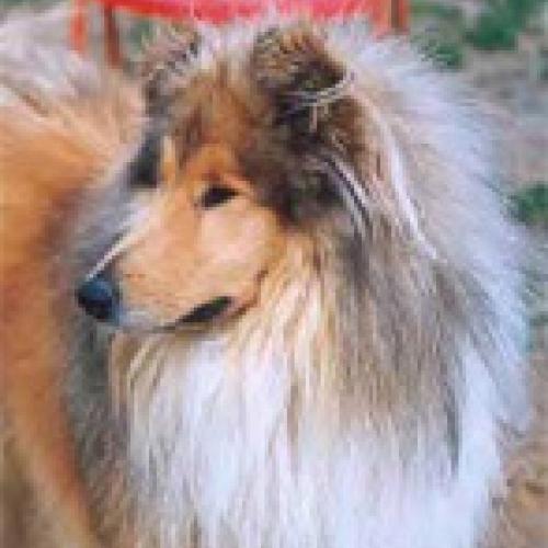 of Rhapsody Land : Colley