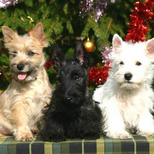 Eleveur : WALESCOT - KINLOCH