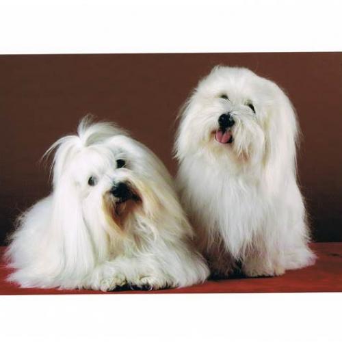 Eleveur : Vishka Land