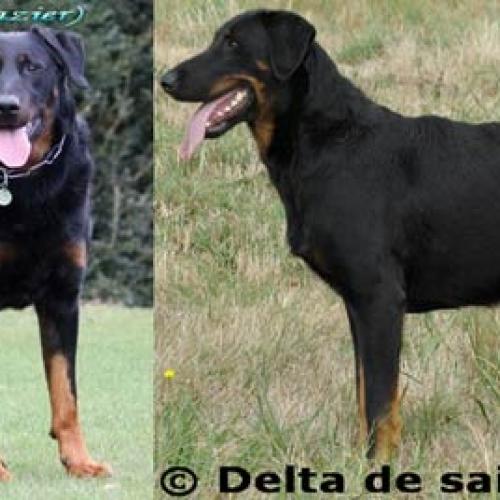 Élevage : berger de beauce - beauceron