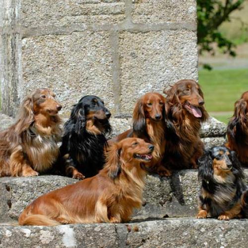 Eleveur : les corsaires de feux