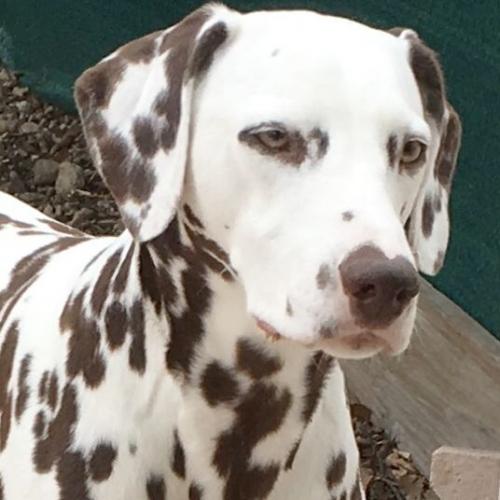 Elevage de Dalmatien LOF