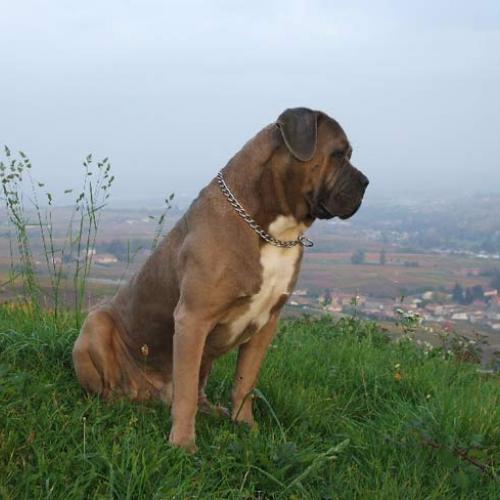 Élevage de cane corso