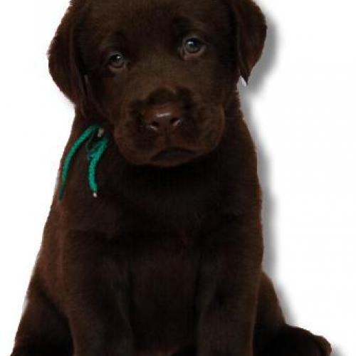 Eleveur : elevage crystal valley