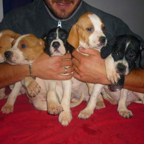 Élevage : pointer anglais