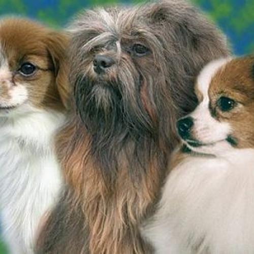 Eleveur : Abbaye De Calmetie