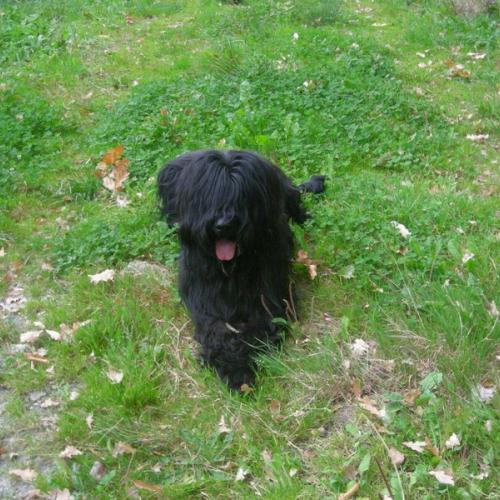 Elevage du chezal denis