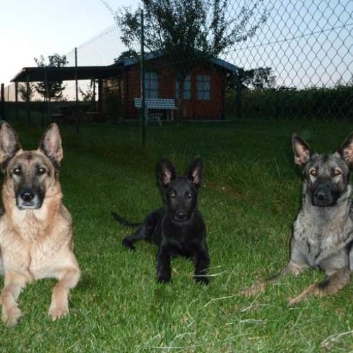 Élevage : berger allemand