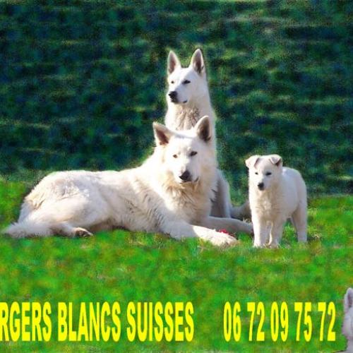Élevage : berger blanc suisse