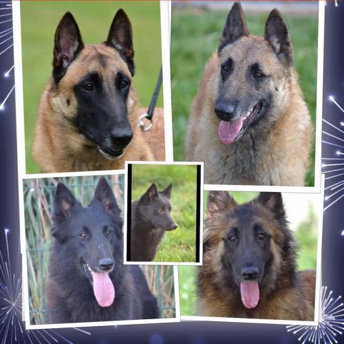 Eleveur de berger Belge du Domaine de Vauroux