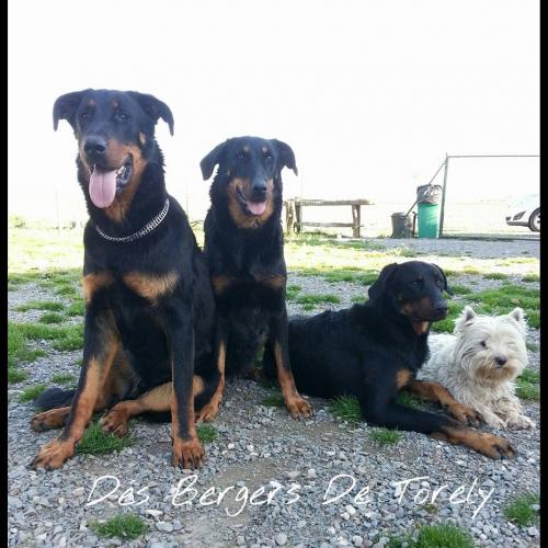 Eleveur : Des Bergers De Torely