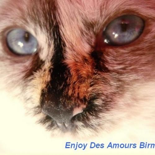 Eleveur : CHATTERIE DES AMOURS BIRMANES