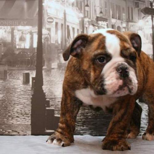 Élevage : hextrabulls