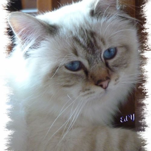 Eleveur : chatterie des Elfes d'Ybois