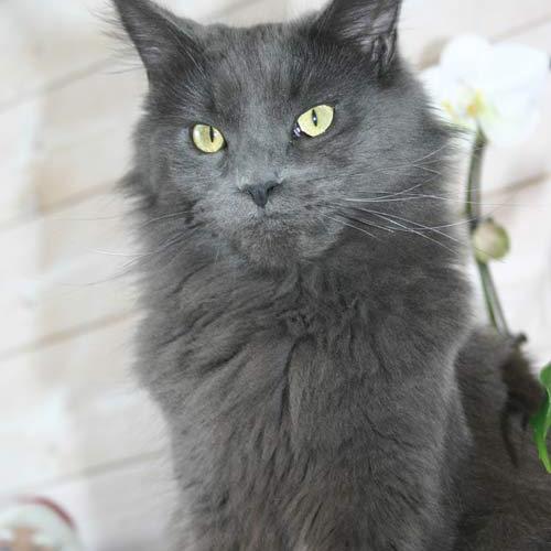 Élevage : chatterie du santerre