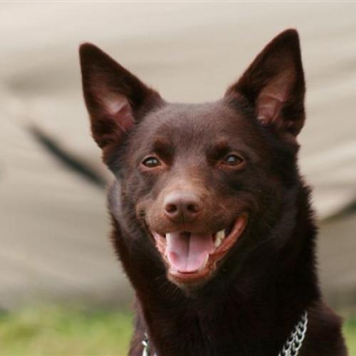 Élevage : kelpie australien