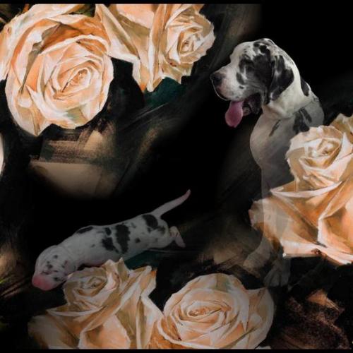 pro : élevage dogue allemand & cairn terrier