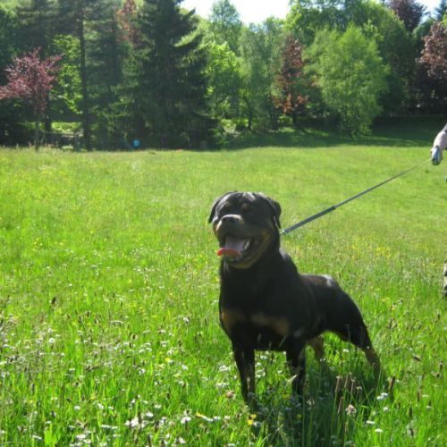 Eleveur rottweiler kennel des princes de l'albinol