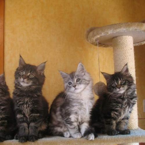 Élevage : maine coon