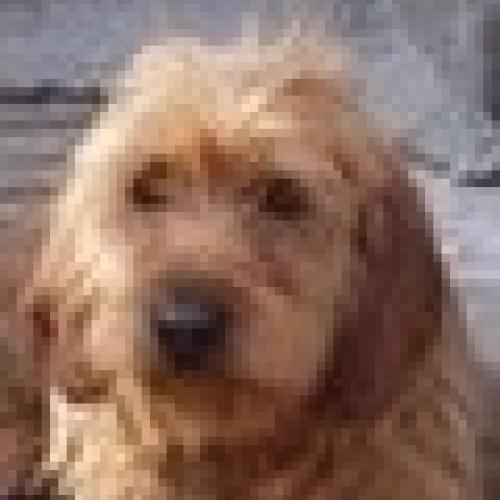 Élevage : basset fauve de bretagne