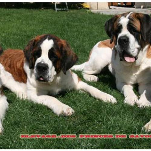 Eleveur : Elevage Familial de Saint Bernard