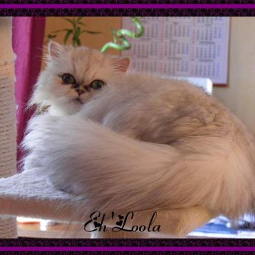 Eleveur : chatterie dulys enchanté