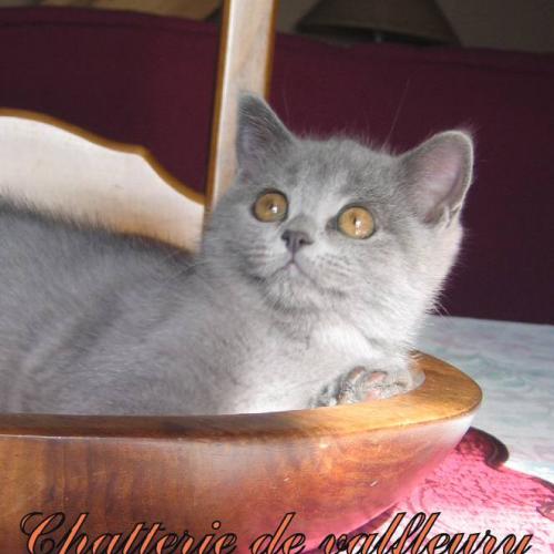 Elevage Scottish & Highland Fold British Shorthair