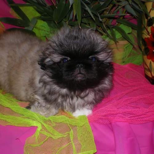 Élevage : epagneul pekinois