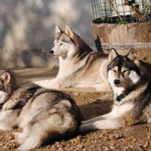 Eleveur : Des Loups du Val de Braye