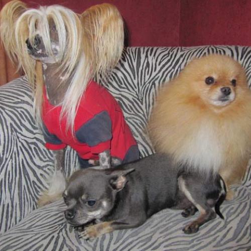 Eleveur : la tour des angelots