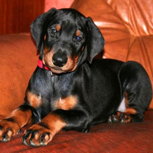 Élevage : dobermann