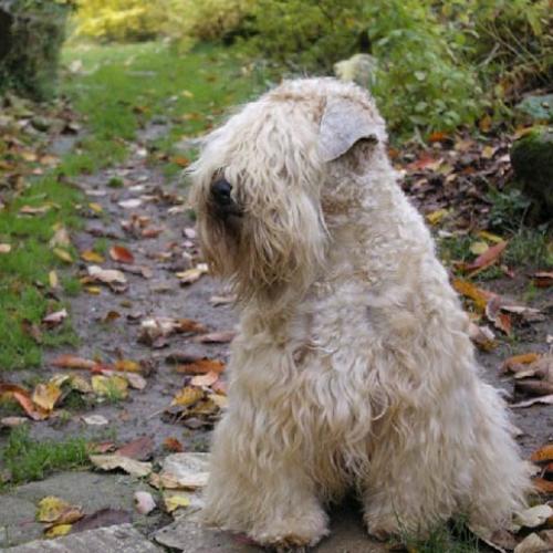 Élevage de terrier irlandais poil doux