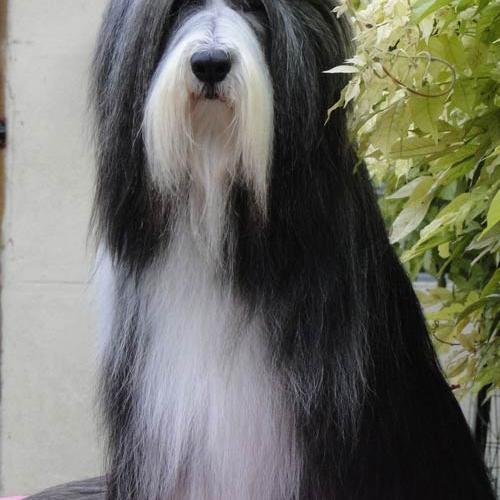 Élevage : bearded collie