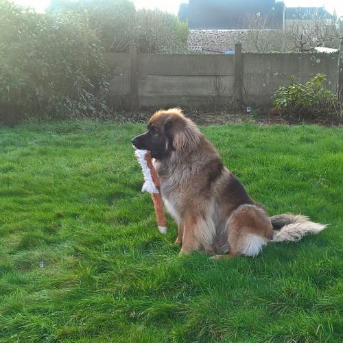 Élevage de chien de leonberg