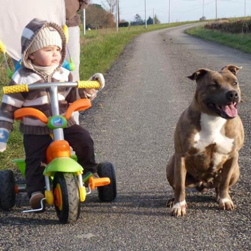 Eleveur : Alphadog's family