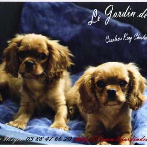 Eleveur : Le Jardin de Claire