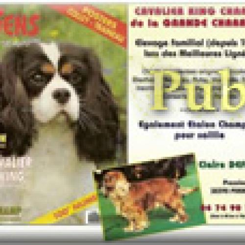 Cavalier King Charles DE LA GRANDE CHARRIERE