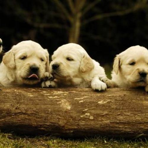 Eleveur : Hubac de Gaget