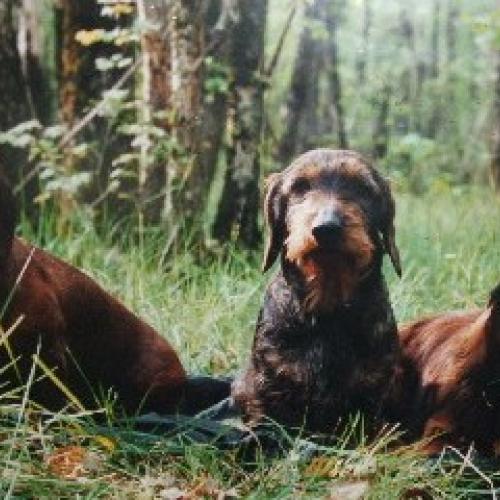 Eleveur : Elevage DES BORDS D'AVENE