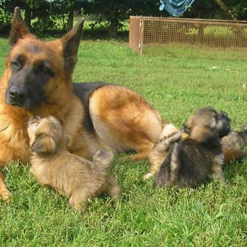 Eleveur de Berger Allemand et Lhassa Apso