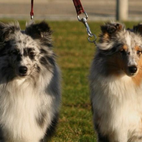 Eleveur : des Bordes Rouges