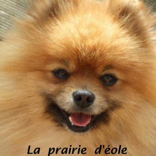 Eleveur : la prairie d'éole