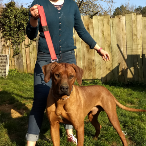 Elevage canin des gardiens du temps qui passe