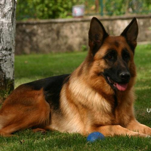 Éleveur berger allemand