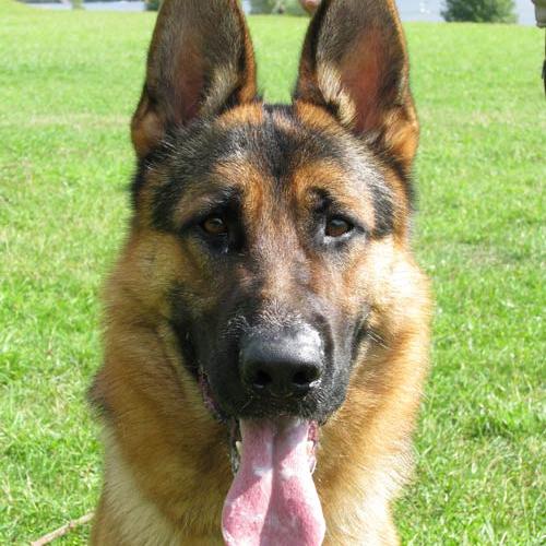 Élevage : berger allemand